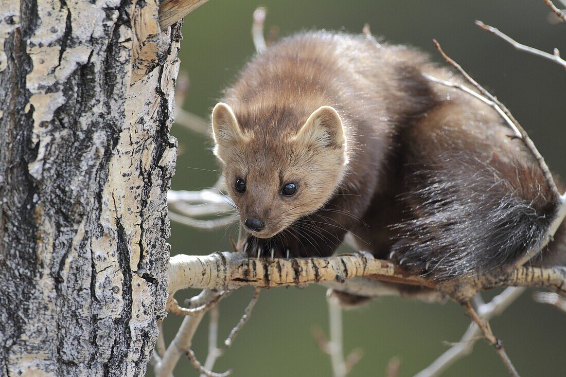 American Marten (Martes americana), Glacier National Park, Montana