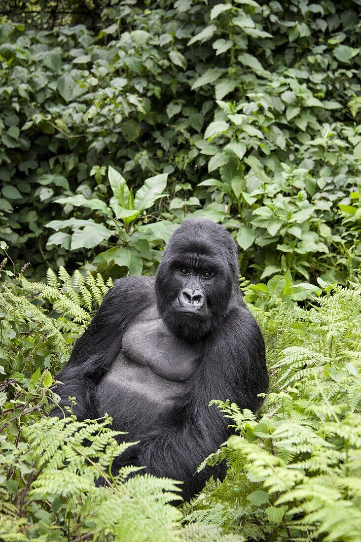 Mountain Gorilla (Gorilla gorilla beringei) silverback, Parc National des Volcans, Rwanda