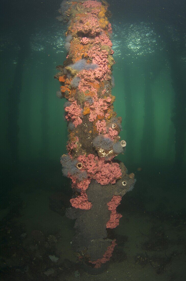 Invertebrates on pier piling, Edithburgh, South Australia, Australia