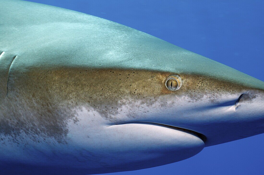 Oceanic White-tip Shark (Carcharhinus longimanus), Bahamas, Caribbean