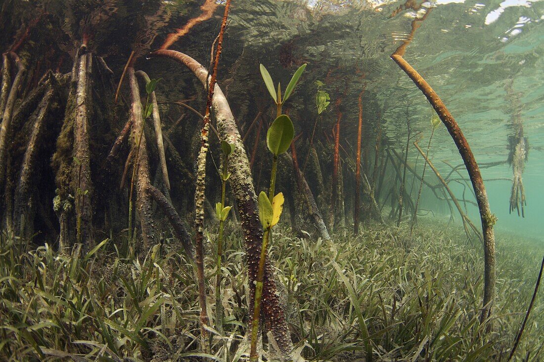 Mangrove (Rhizophoraceae) and Eelgrass (Zostera sp) filter out sediment, Bahamas, Caribbean