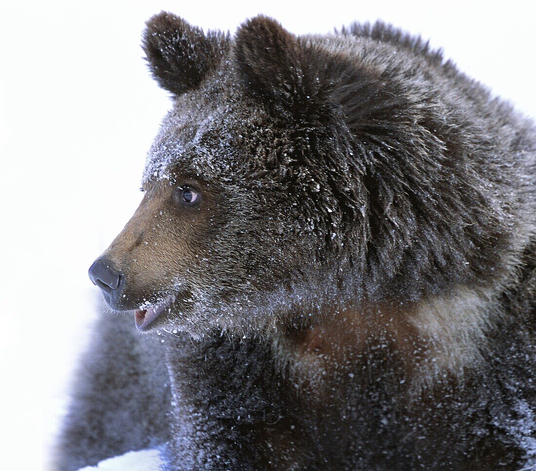 Grizzly Bear (Ursus arctos horribilis) cub in snow, Idaho