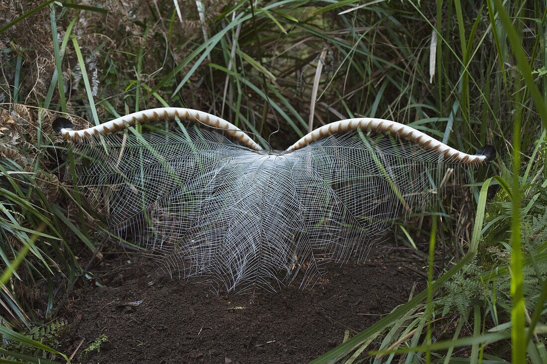 Superb Lyrebird (Menura novaehollandiae) male in courtship display, Sherbrooke Forest Park, Victoria, Australia