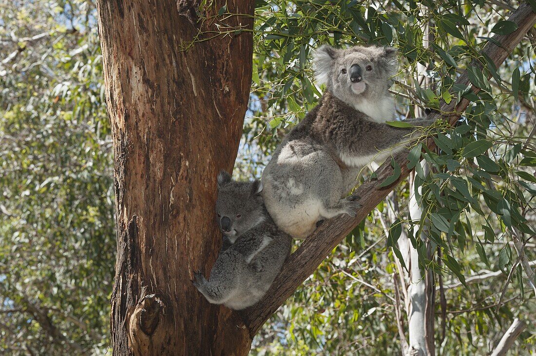 Koala (Phascolarctos cinereus) mother with large joey, Phillip Island, Australia