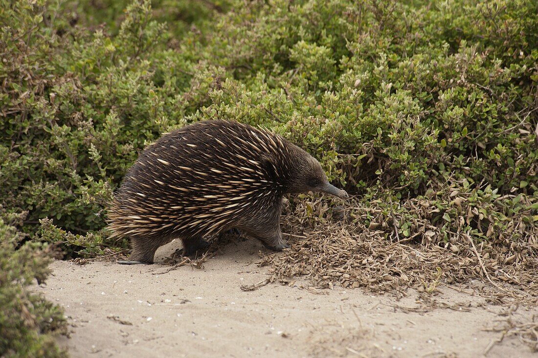 Short-beaked Echidna (Tachyglossus aculeatus) foraging on sand dunes, Phillip Island, Australia