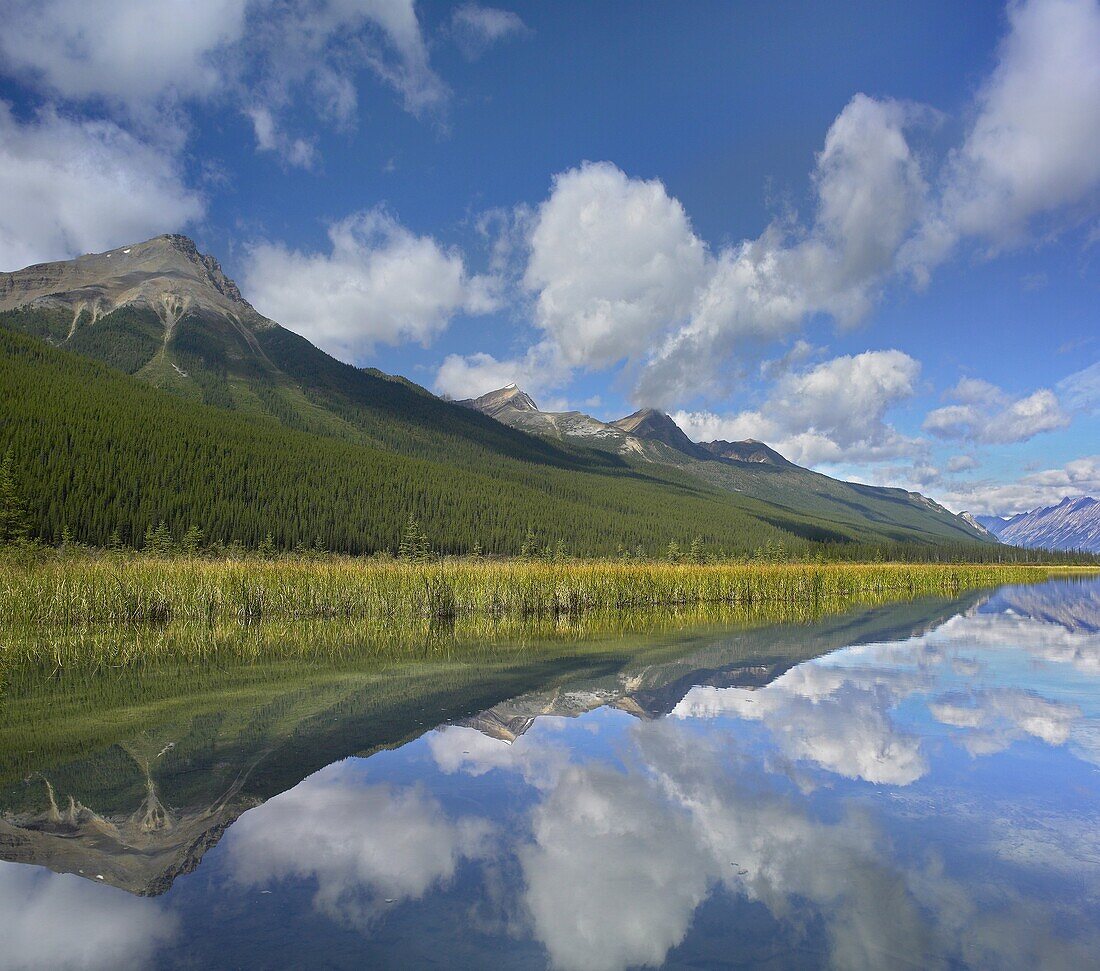 Beauty Creek, Winston Churchill Range, Jasper National Park, Alberta, Canada