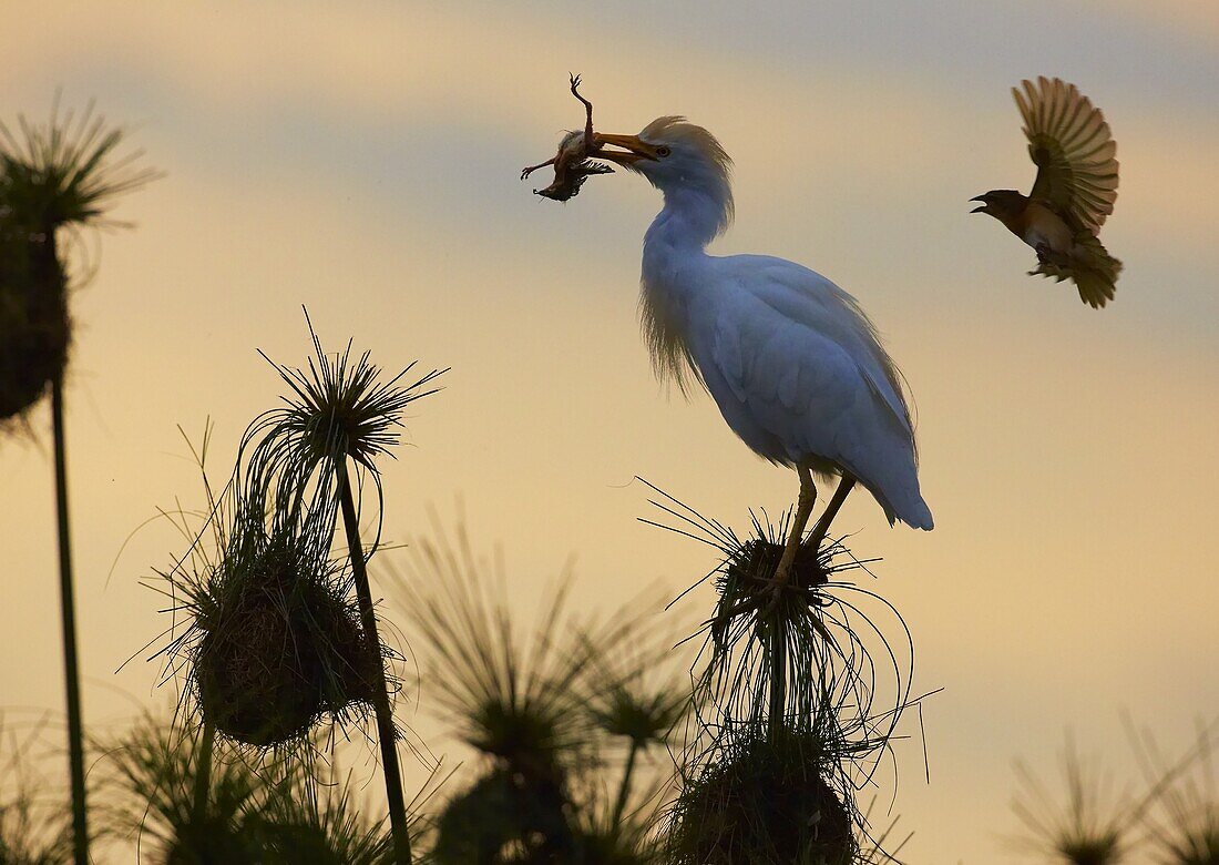 Cattle Egret (Bubulcus ibis) extracting a Black-headed Weaver (Ploceus melanocephalus) chick from its nest while mother protests, Kazinga Channel, Uganda