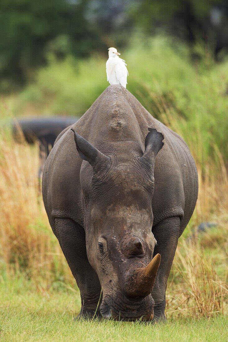 White Rhinoceros (Ceratotherium simum) with Cattle Egret perched on back, Rietvlei Nature Reserve, Gauteng, South Africa