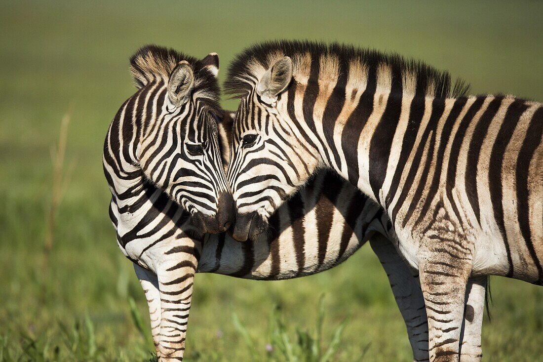 Burchell's Zebra (Equus burchellii) pair nuzzling, Rietvlei Nature Reserve, Gauteng, South Africa