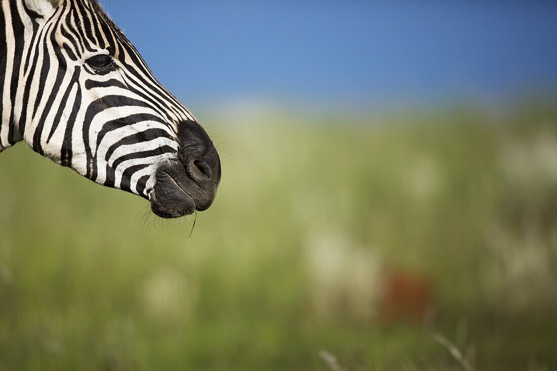 Burchell's Zebra (Equus burchellii), Rietvlei Nature Reserve, Gauteng, South Africa