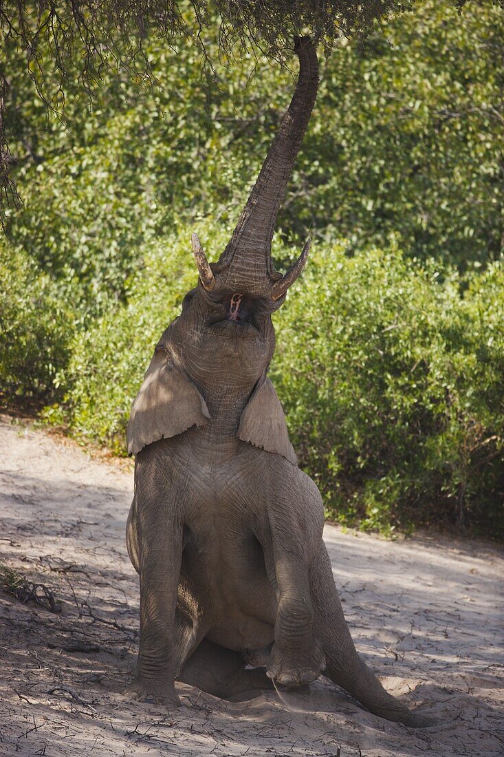 African Elephant (Loxodonta africana) feeding on Acacia (Acacia sp) tree, Hoanib River, Namib Desert, Namibia
