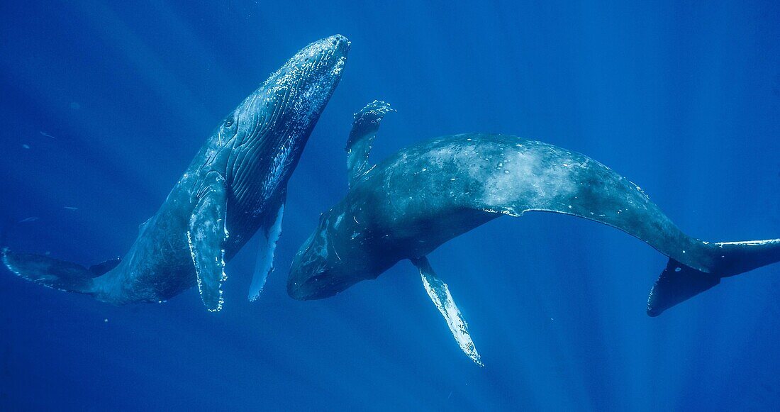 'Humpback Whale (Megaptera novaeangliae), two males swimming together, Maui, Hawaii - notice must accompany publication; photo obtained under NMFS permit 13846'