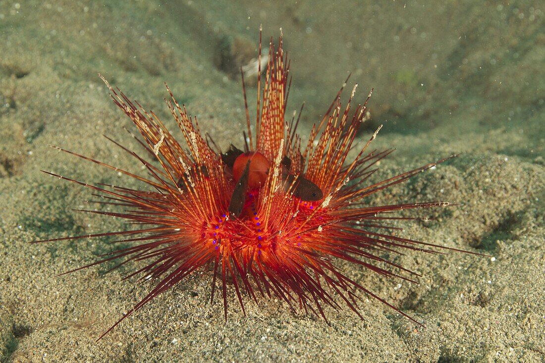 Sea Urchin Cardinalfish (Siphamia versicolor) juveniles hiding in venomous spines of Radiant Sea Urchin (Astropyga radiata), Bali, Indonesia