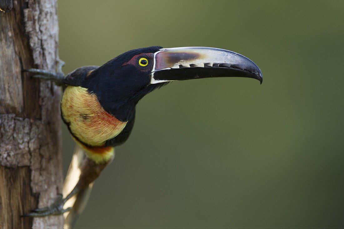 Collared Aracari (Pteroglossus torquatus), northern Costa Rica