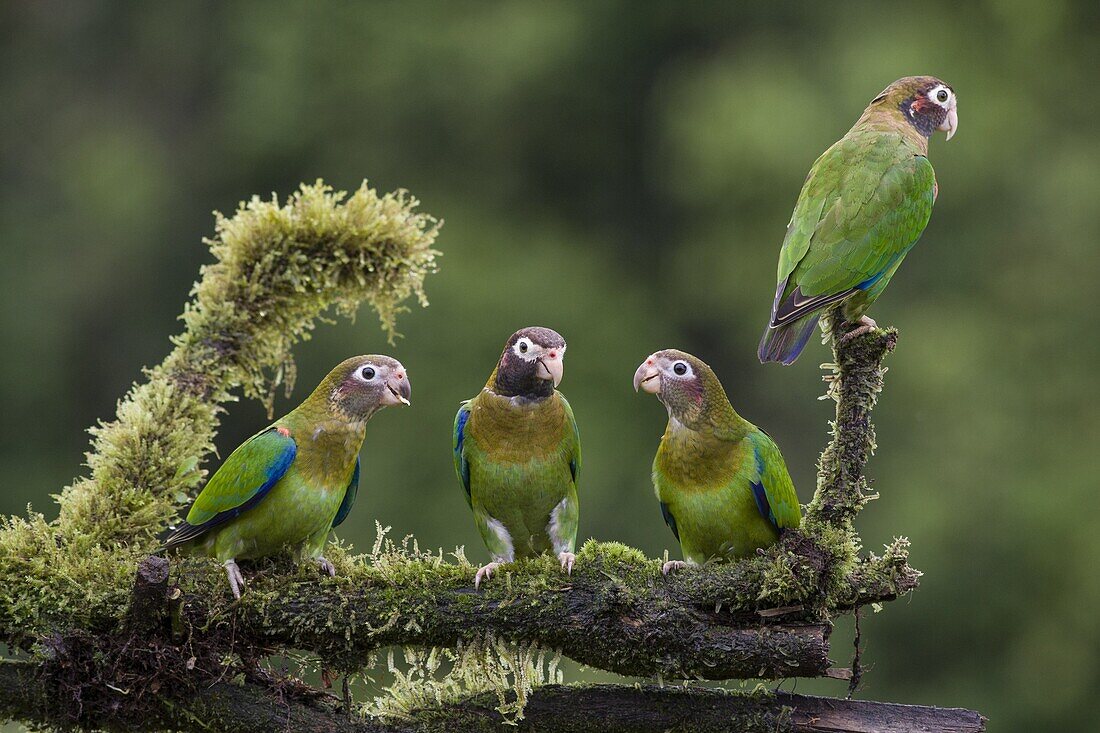 Brown-hooded Parrot (Pyrilia haematotis) group, northern Costa Rica