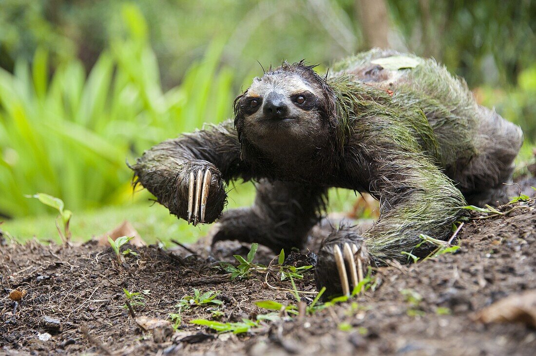 Brown-throated Three-toed Sloth (Bradypus variegatus) crossing garden, Aviarios Sloth Sanctuary, Costa Rica