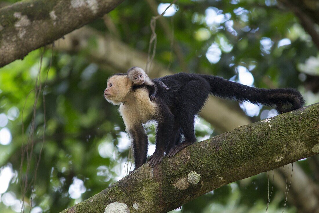 White-faced Capuchin (Cebus capucinus) mother and newborn baby in tree, Osa Peninsula, Costa Rica