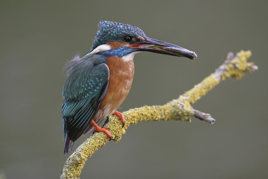 Common Kingfisher (Alcedo atthis) with prey, Capelle aan den IJssel, South Holland, Netherlands