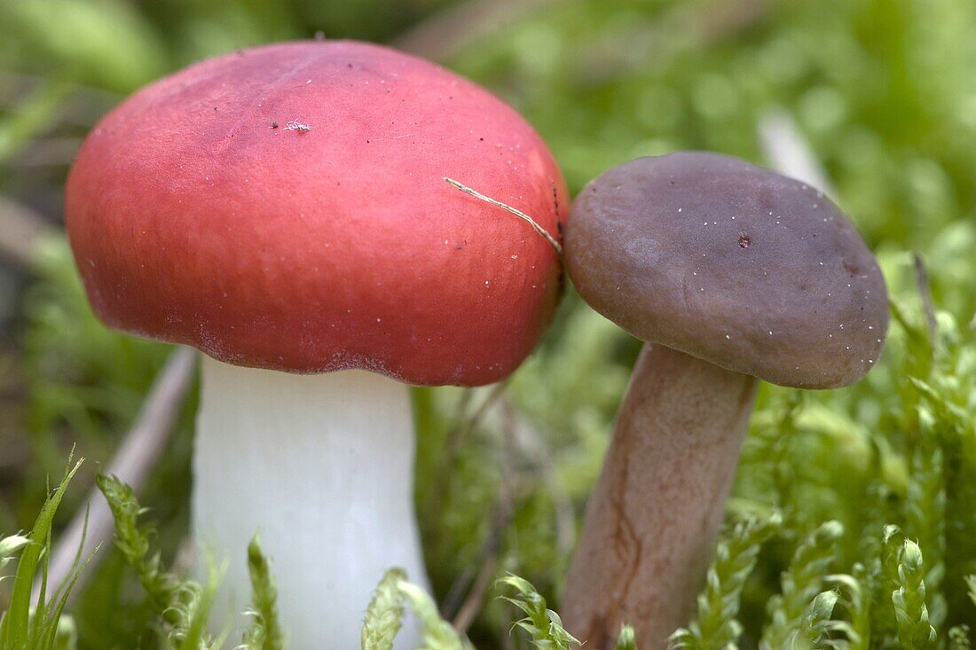 Emetic Russula (Russula emetica) and Liver Milk Cap (Lactarius hepaticus) mushrooms in moss, Soest, Netherlands