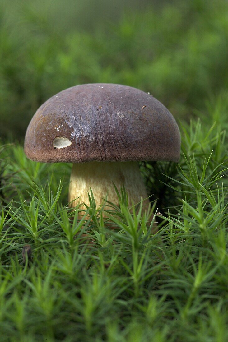 Bay Bolete (Boletus badius) mushroom in moss, Veluwe, Netherlands