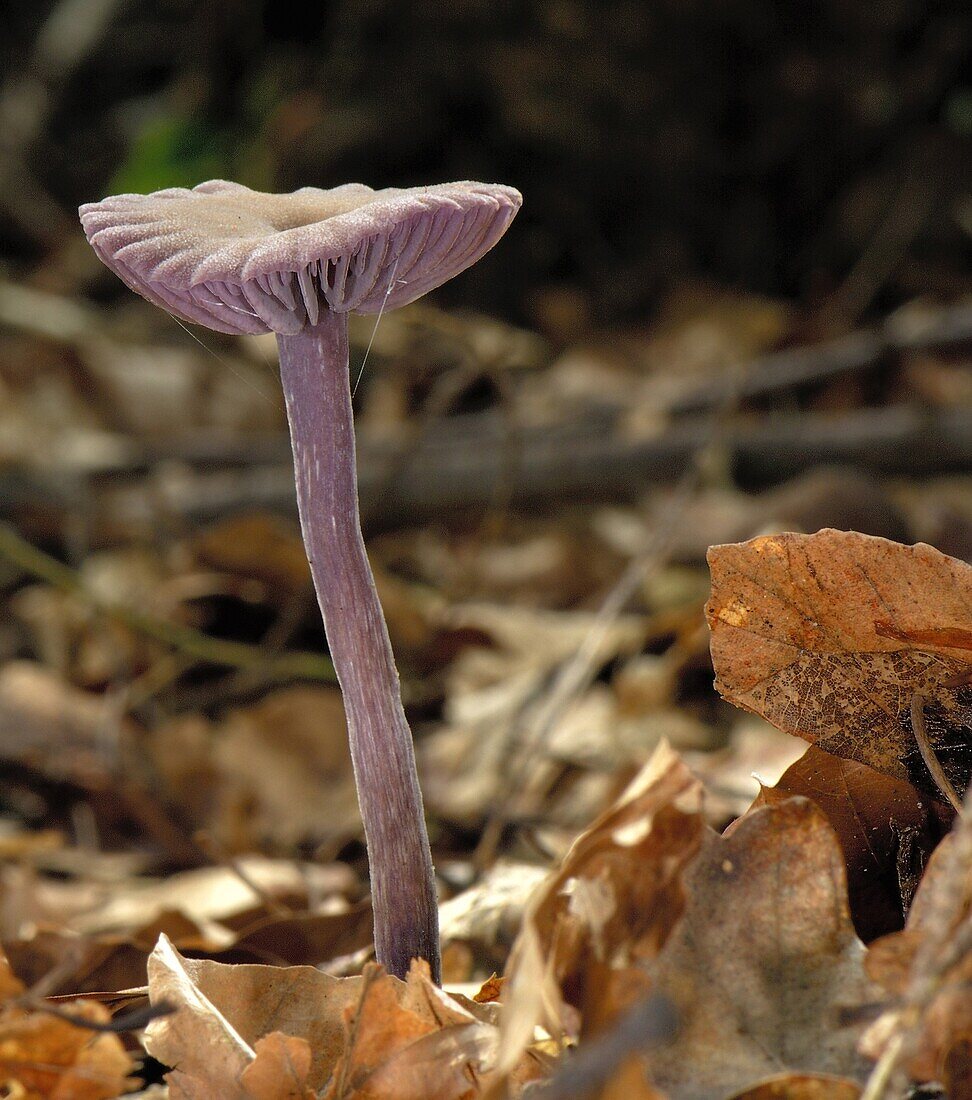 Amethyst Deceiver (Laccaria amethystina) mushroom, Heeze, Netherlands