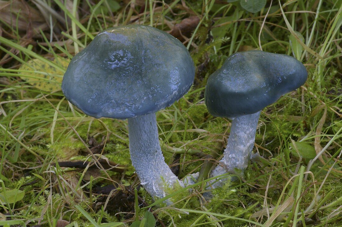 Blue Roundhead (Stropharia caerulea) mushroom, Sint Jansteen, Netherlands