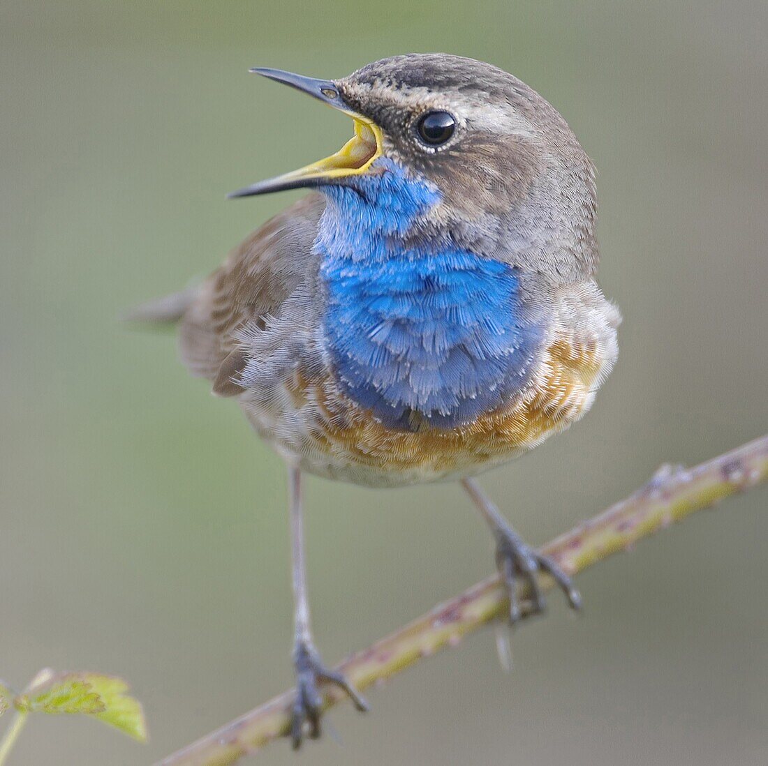 Bluethroat (Luscinia svecica) singing, Dordrecht, Netherlands