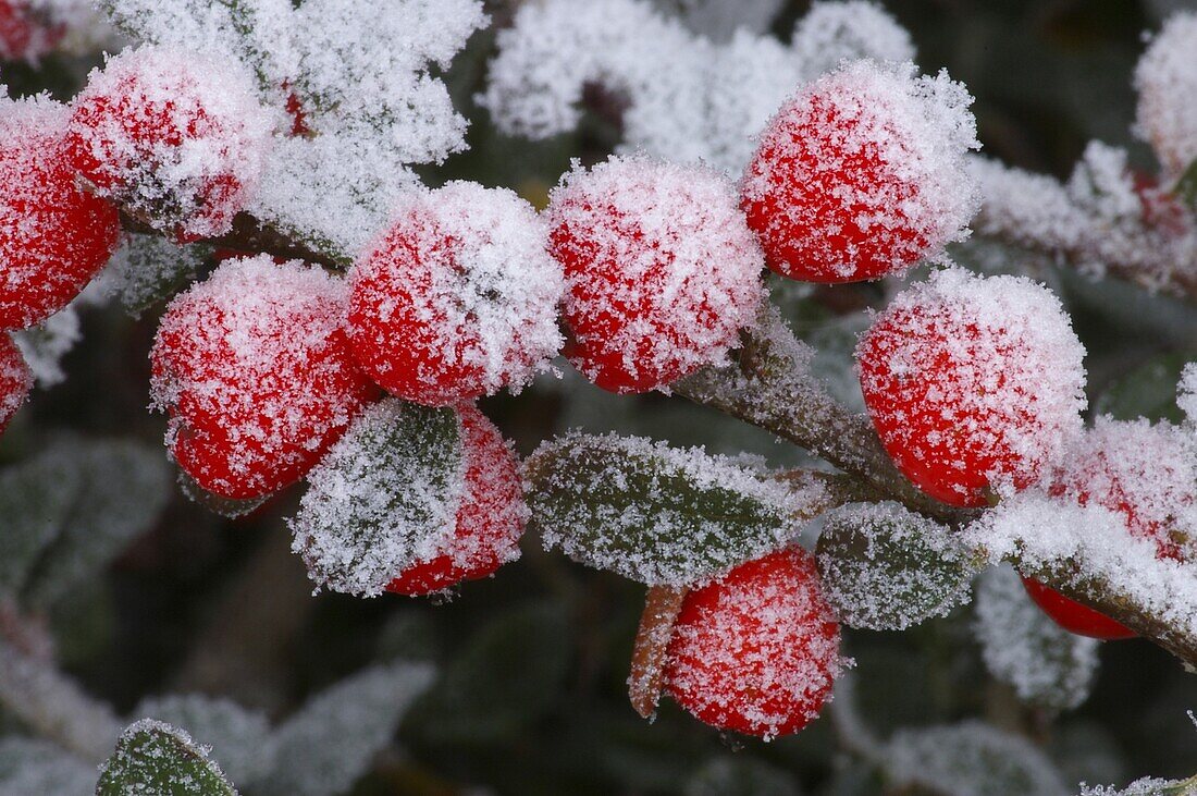 Cotoneaster (Cotoneaster sp) berries covered in frost, Middelburg, Netherlands