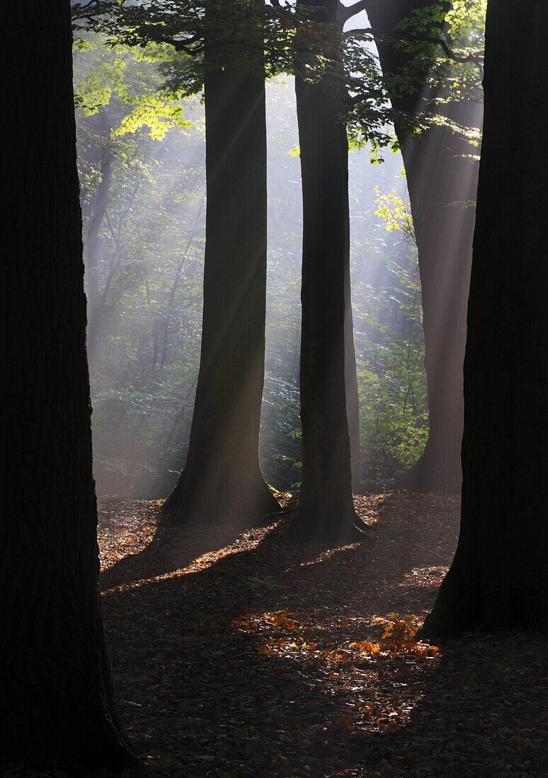 A misty forest, Heiloo, Netherlands