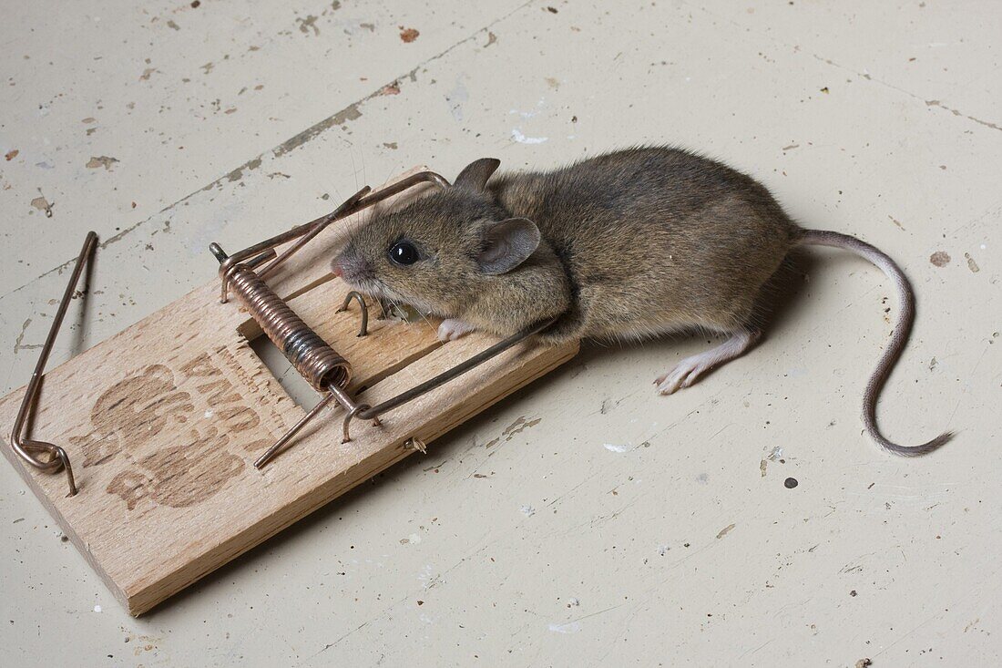 Wood Mouse (Apodemus sylvaticus) in mouse trap, Wirdum, Netherlands