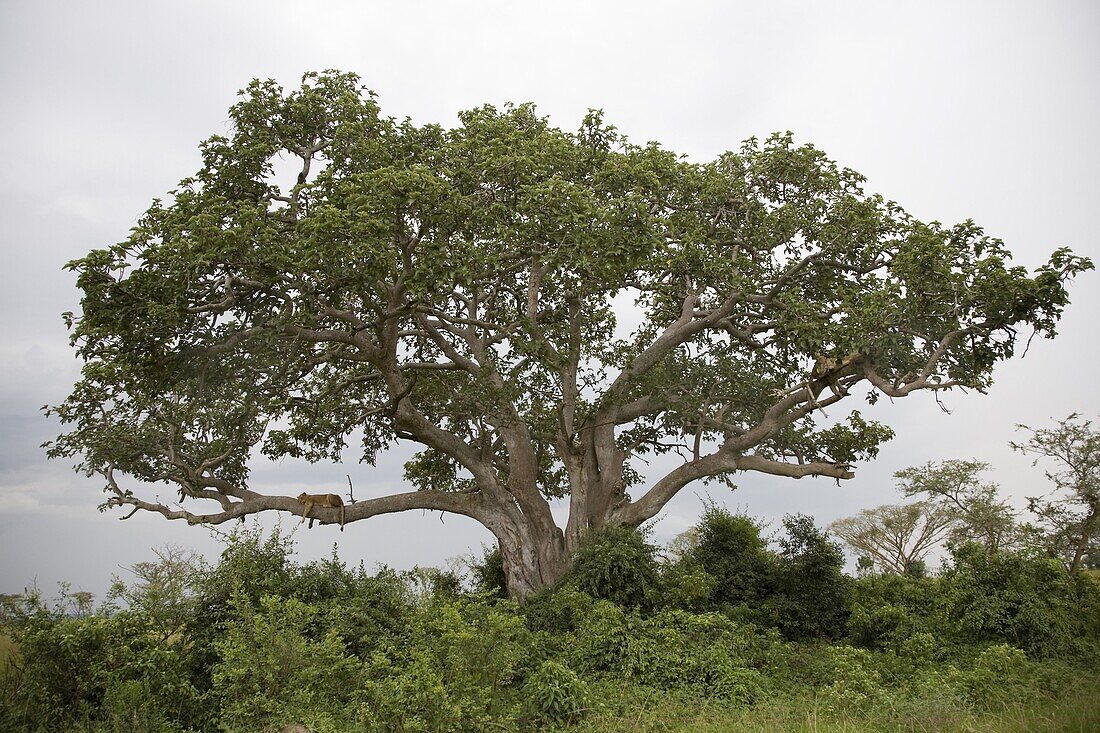 African Lion (Panthera leo) group climbing a tree, Queen Elizabeth National Park, Uganda