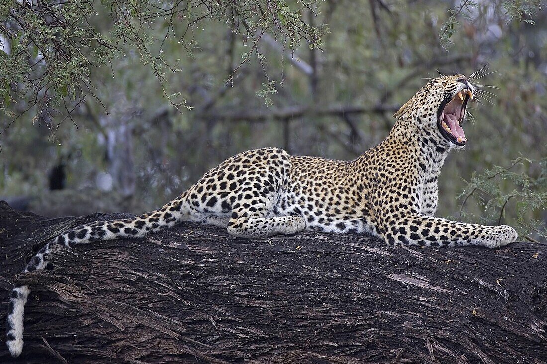 Leopard (Panthera pardus), Samburu National Park, Kenya