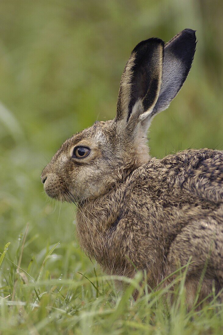European Hare (Lepus europaeus) in meadow, Grevenbicht, Netherlands