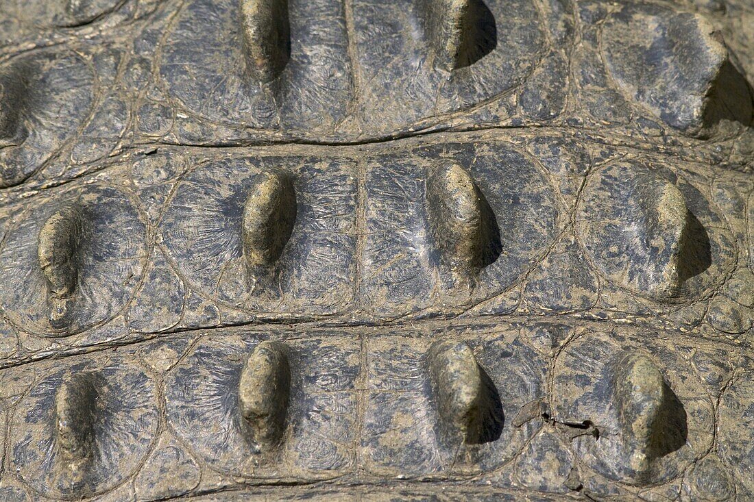 Saltwater Crocodile (Crocodylus porosus) skin detail, Darwin, Australia