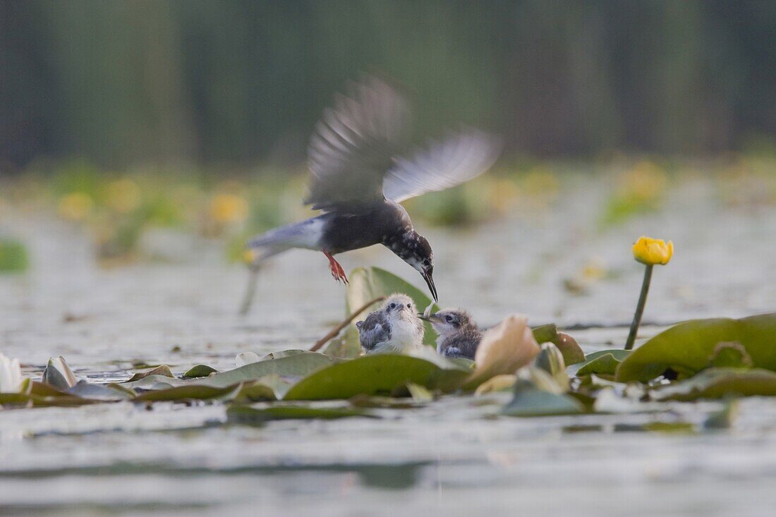 Black Tern (Chlidonias niger) parent feeding its chicks, Netherlands