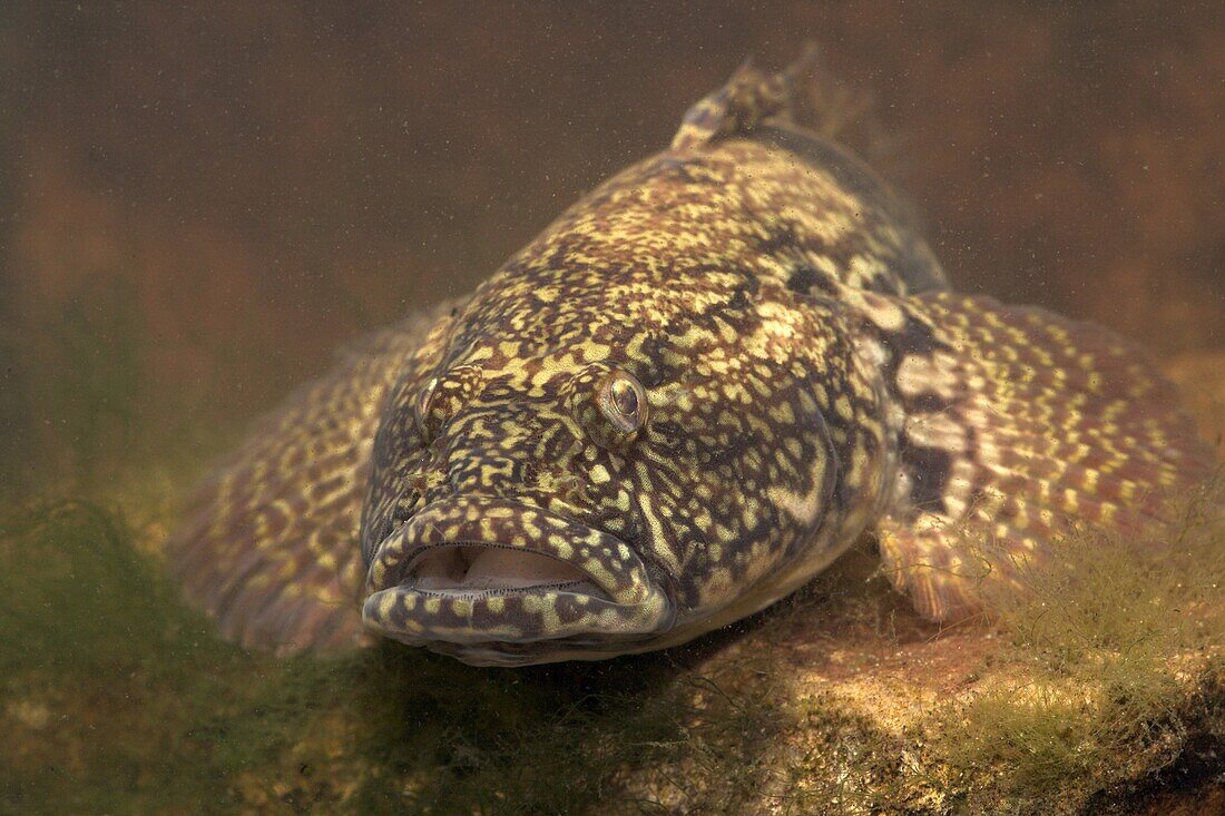 Bighead Goby (Neogobius kessleri), Nijmegen, Netherlands