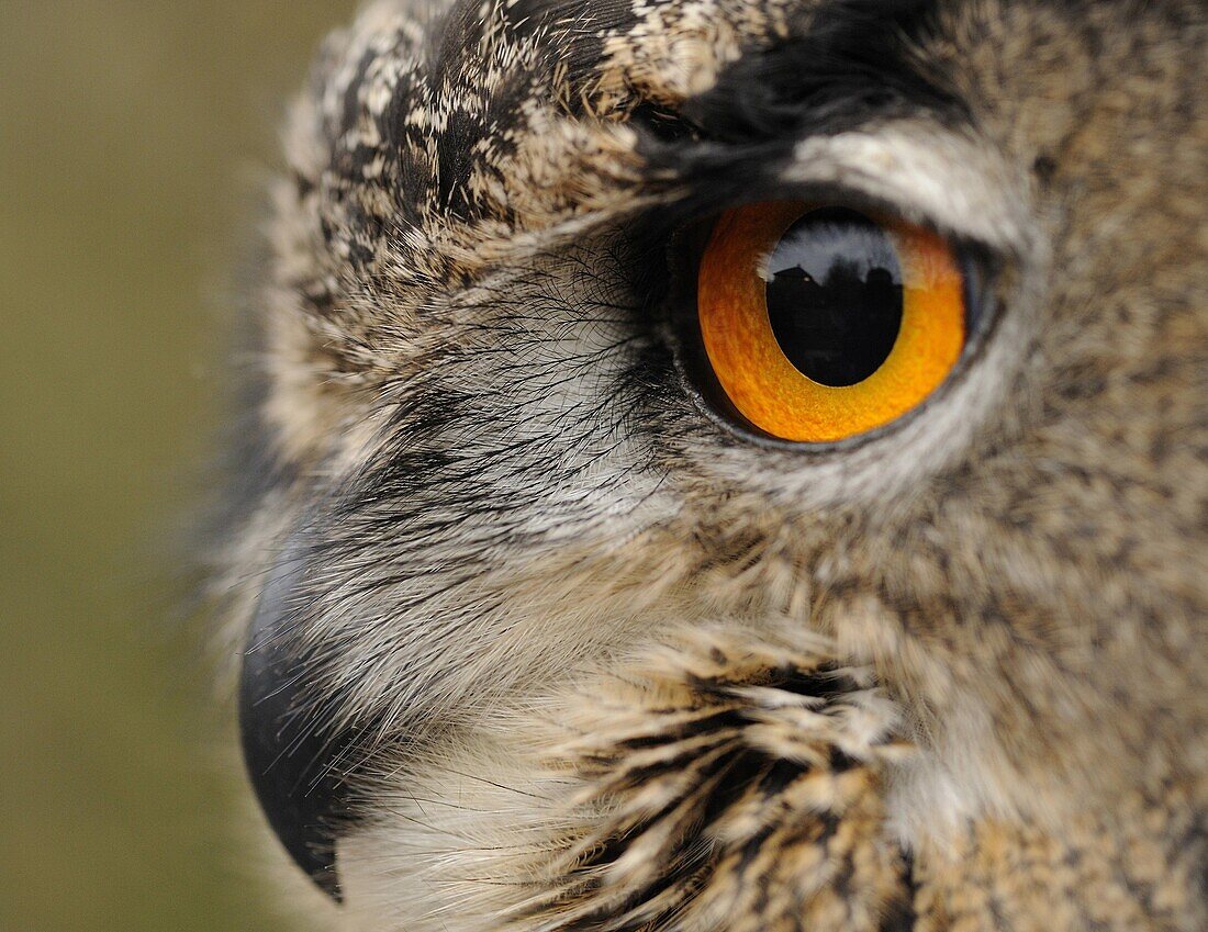 Eurasian Eagle-Owl (Bubo bubo), Didam, Netherlands