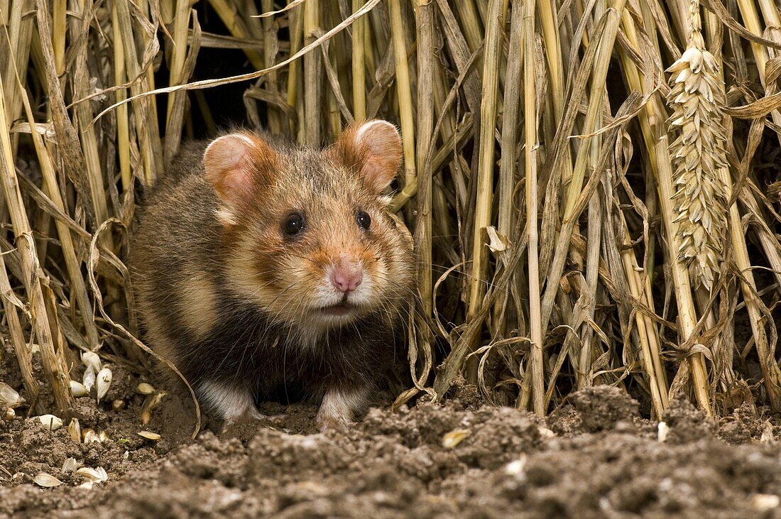 Common Hamster (Cricetus cricetus), Zuid-Limburg, Netherlands