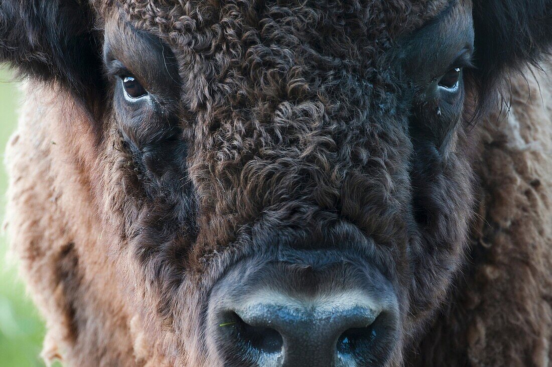 European Bison (Bison bonasus) face, Lelystad, Netherlands
