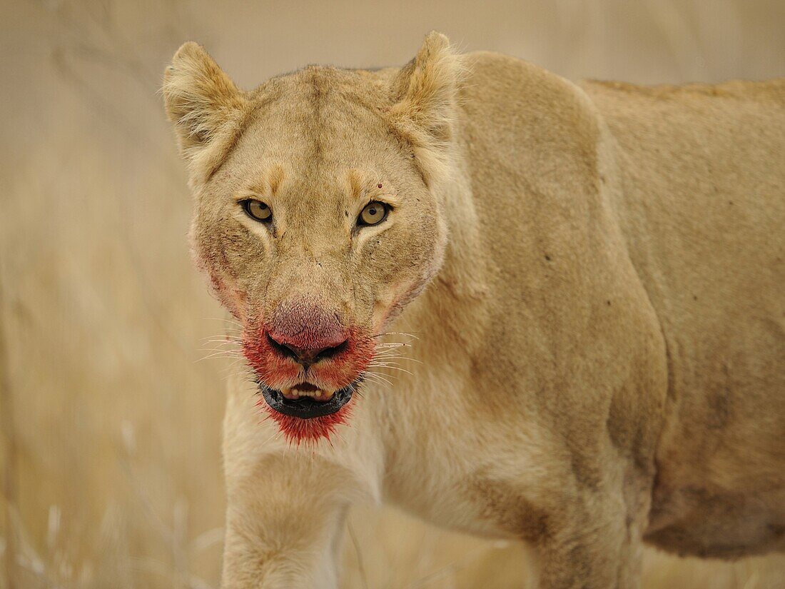 African Lion (Panthera leo) female with bloodied mouth from feeding, Kruger National Park, South Africa