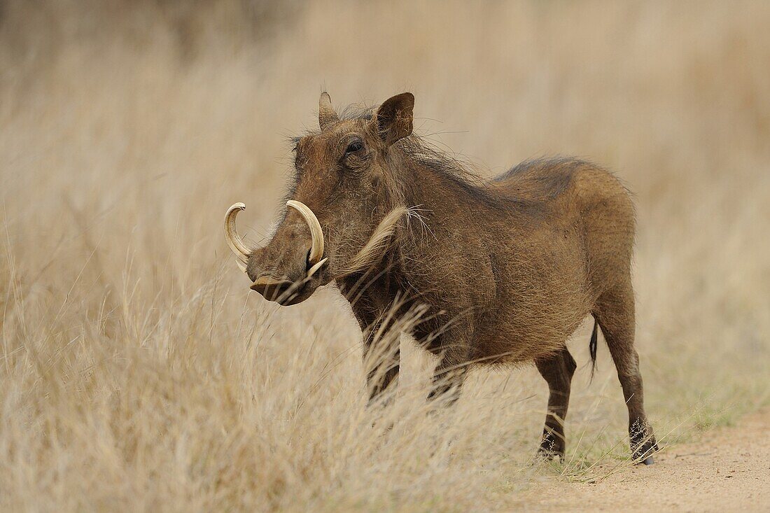 Warthog (Phacochoerus africanus) male in savannah grass, Kruger National Park, South Africa