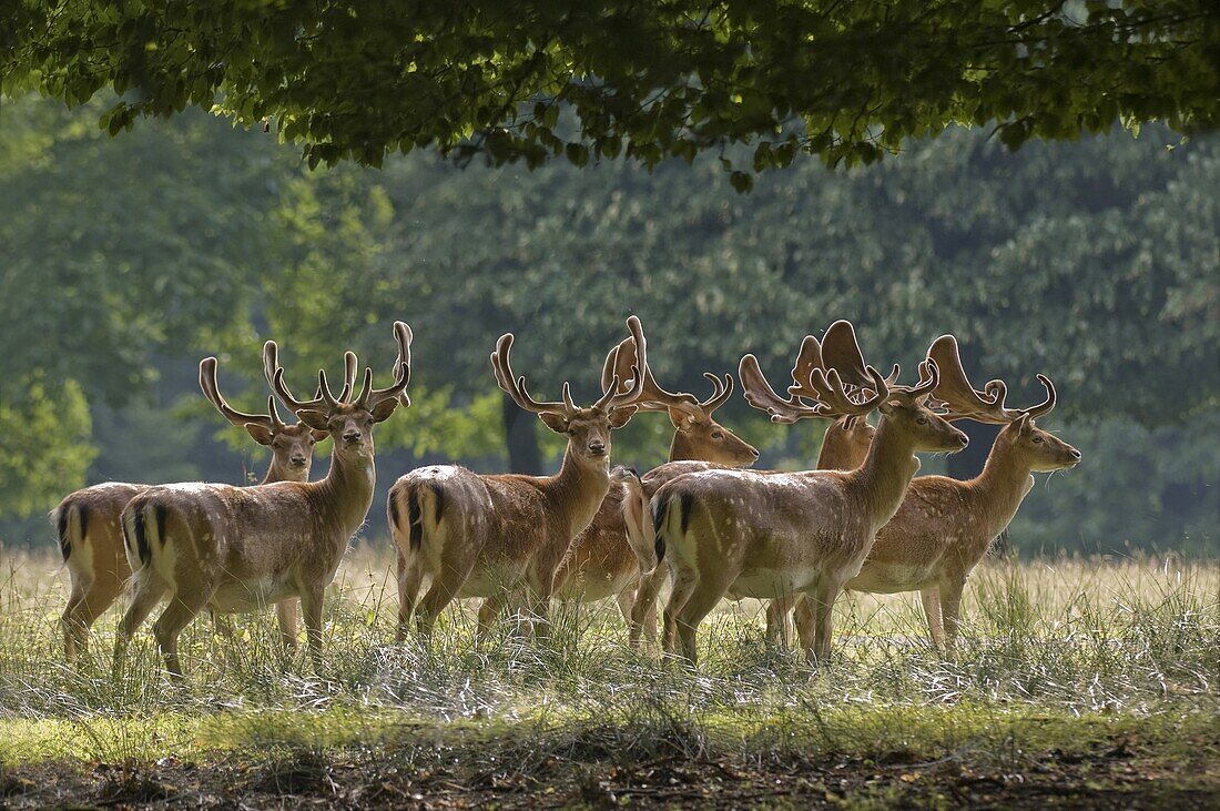 Fallow Deer (Dama dama) male herd with antlers in velvet, Europe