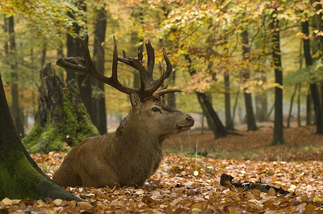 Red Deer (Cervus elaphus) stag resting in forest, Europe