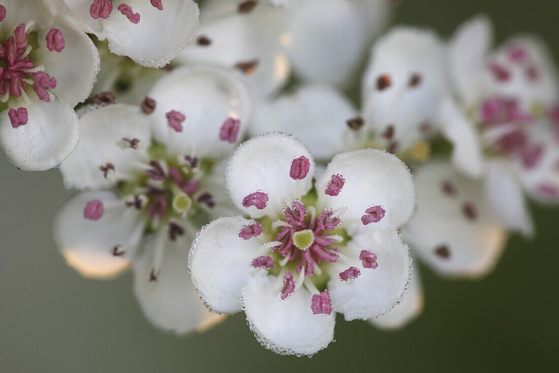 Singleseed Hawthorn (Crataegus monogyna) flowers, Vlaanderen, Belgium