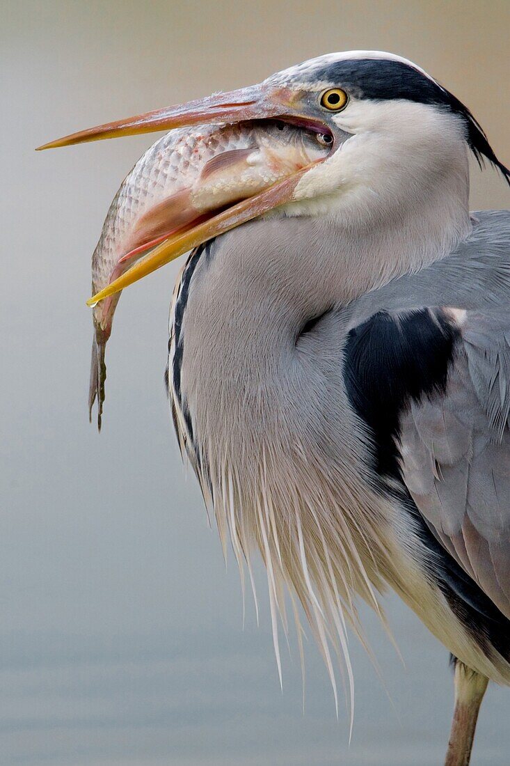Grey Heron (Ardea cinerea) swallowing a fish, Florence, Italy