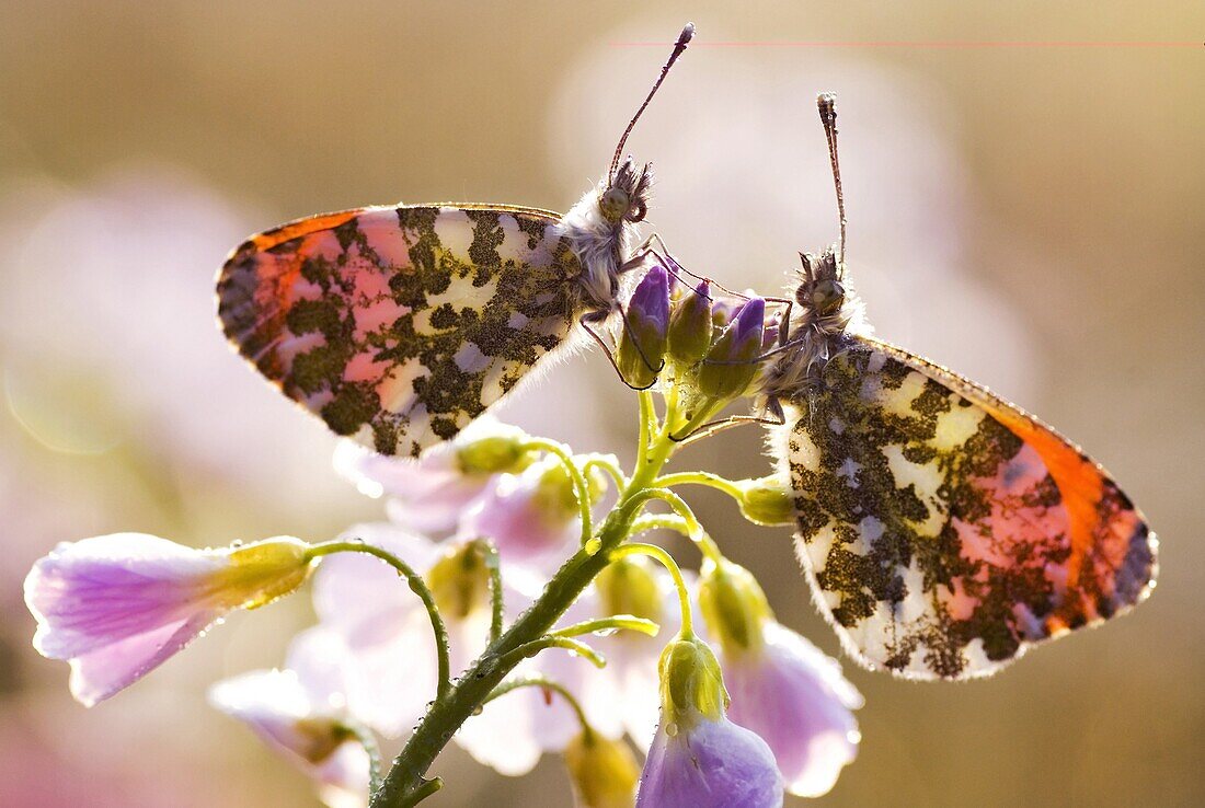 Orange Tip (Anthocharis cardamines) butterflies on Cuckoo Flower (Cardamine pratensis), Netherlands