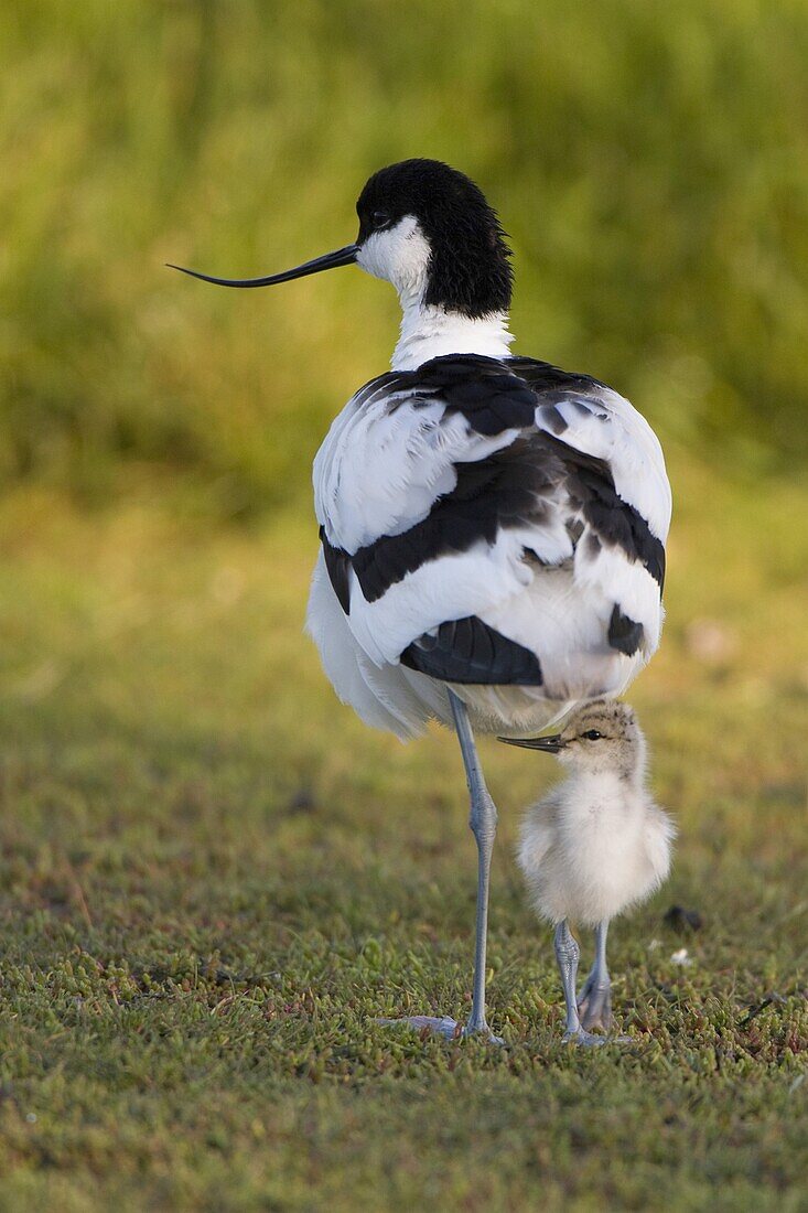 Pied Avocet (Recurvirostra avosetta) mother with chick, Texel, Netherlands