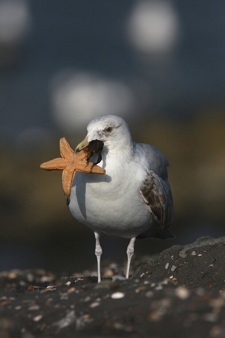 Herring Gull (Larus argentatus) attempting to eat a sea star, Netherlands