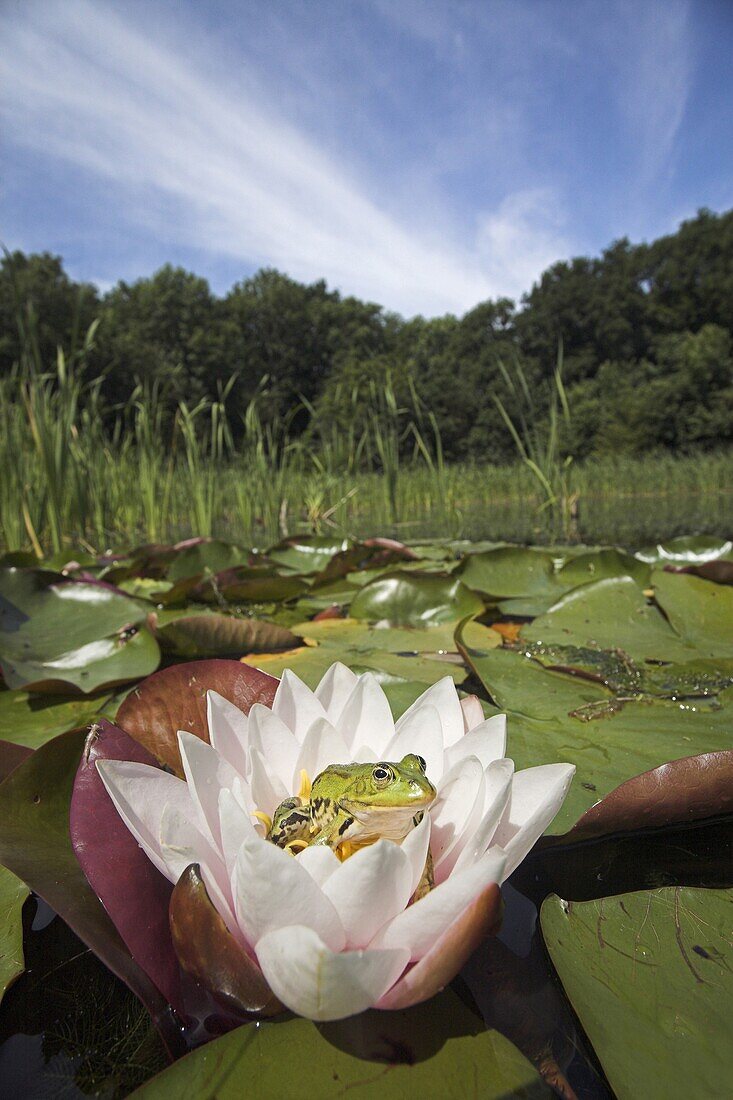 Edible Frog (Rana esculenta) sitting in a water lily flower, Oostvoorne, Netherlands