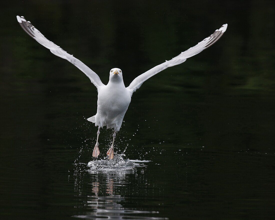 Herring Gull (Larus argentatus) taking off from water, Flatanger, Norway